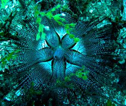 Bits of Halimeda algae accent this blue-spotted urchin (A... by Christine Huffard 